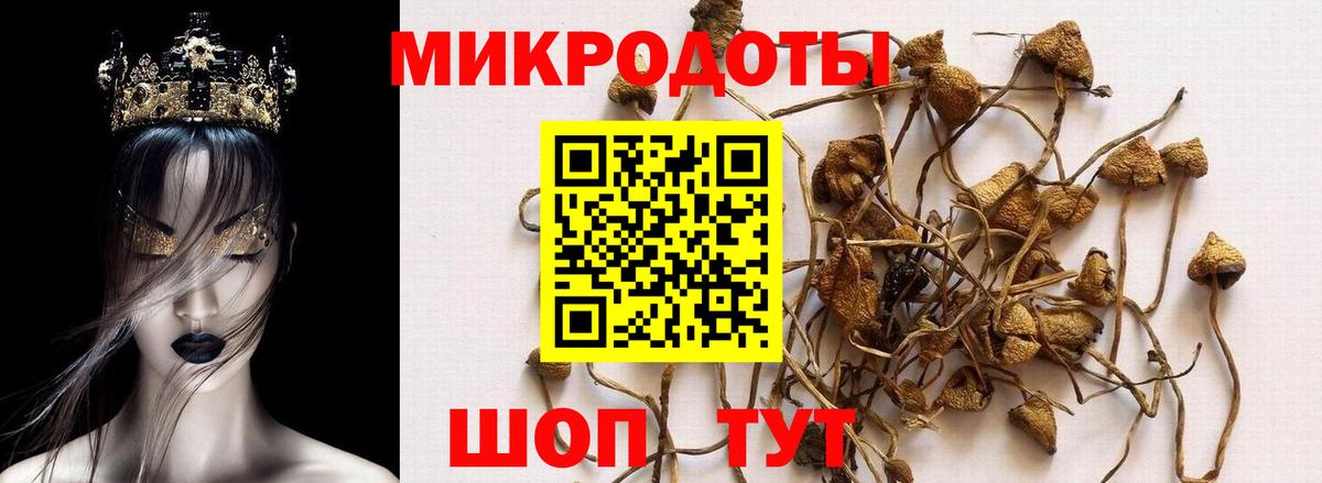 Псилоцибиновые грибы Psilocybine cubensis  цена   Валуйки  Вход с VPN 